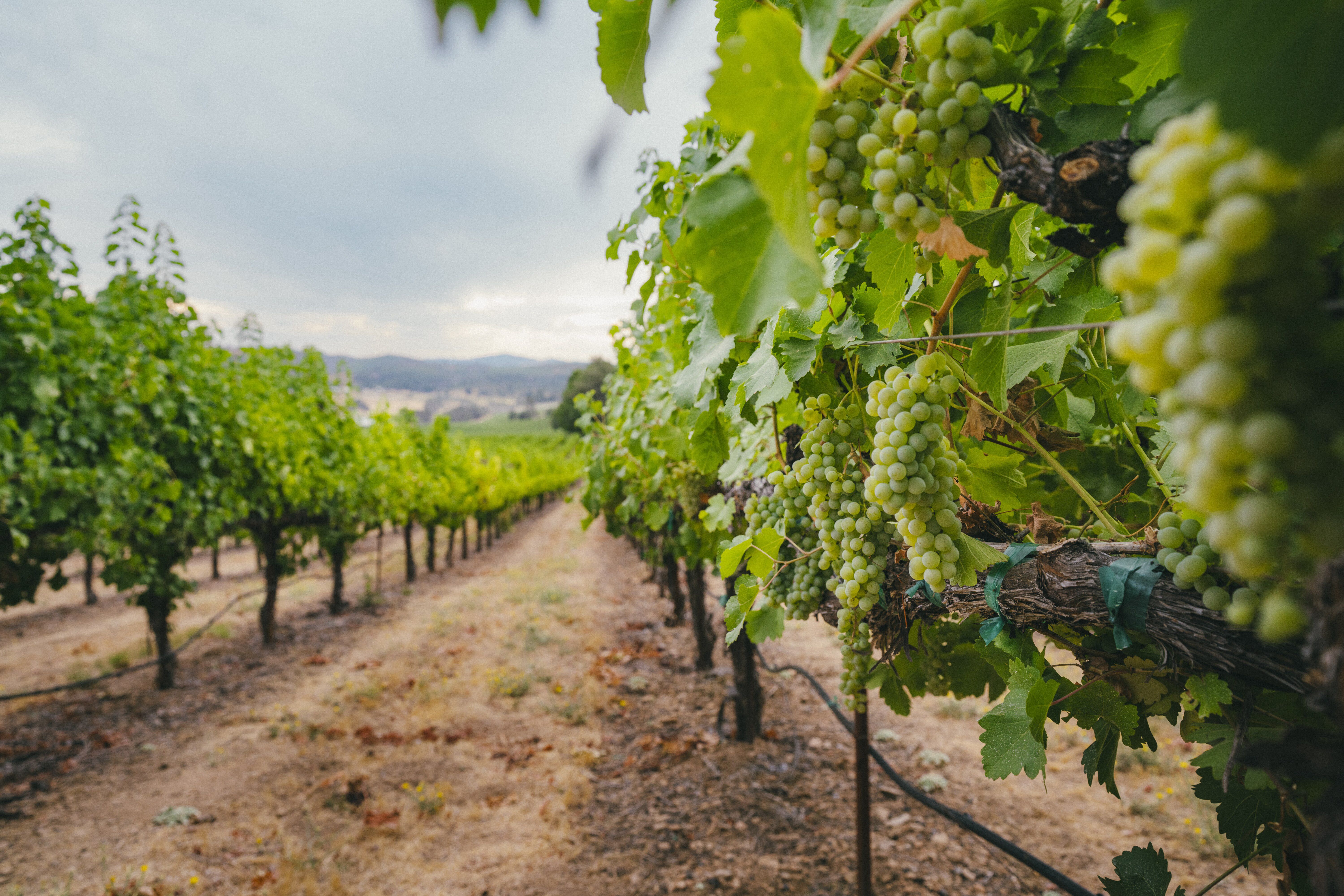 Sauvignon Blanc in the Lake County Vineyards